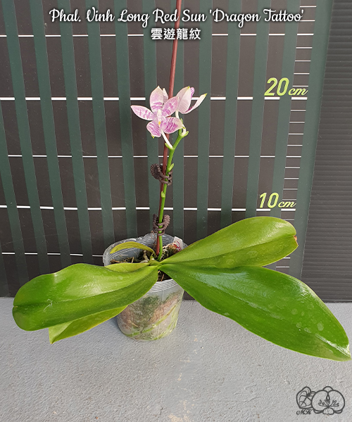 美琪園藝Miki Orchid - 品種詳細頁